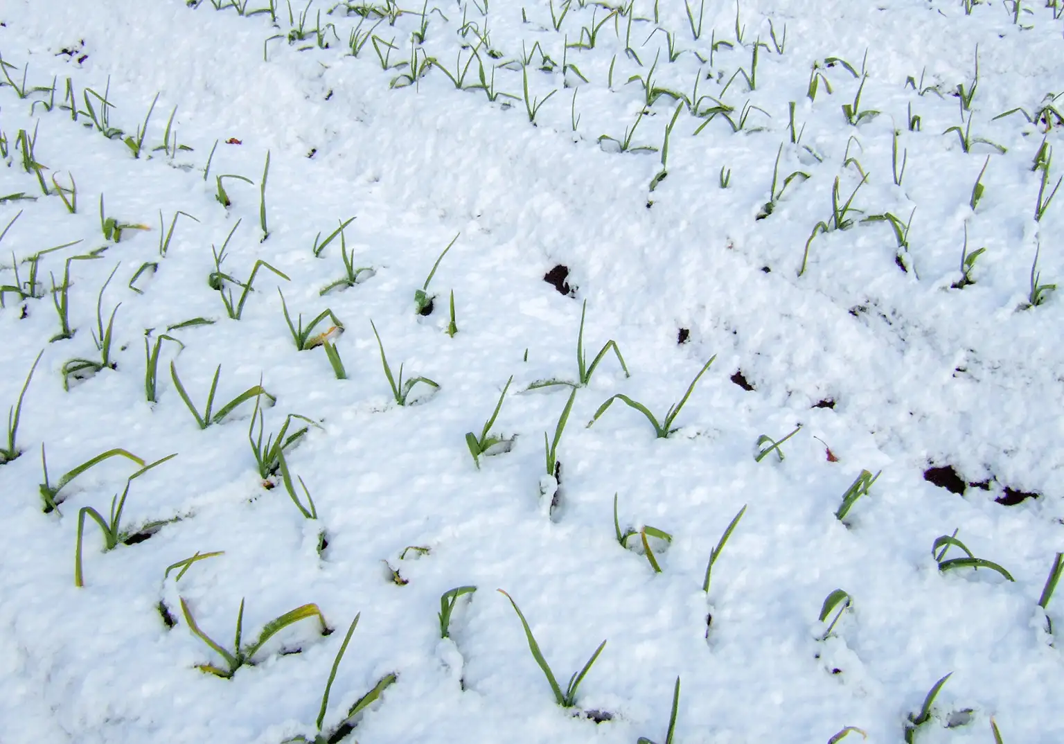 Garlic field covered with snow
